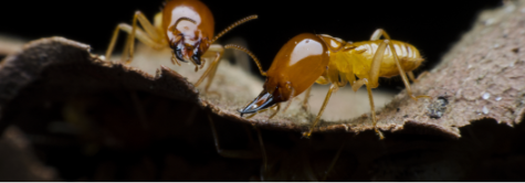 シロアリの発生する周囲の環境