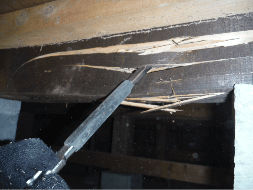 シロアリの被害状況