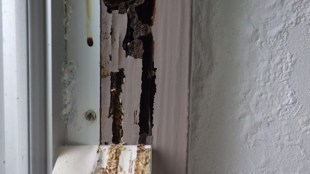 県立高校のシロアリ被害調査