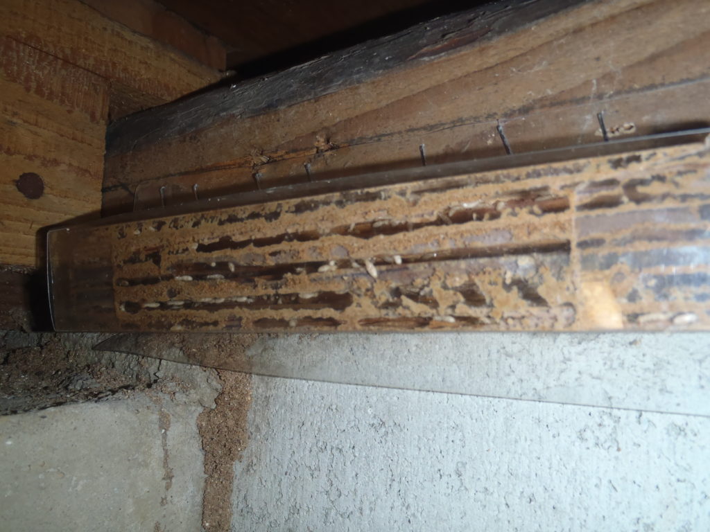 ベイト経過確認