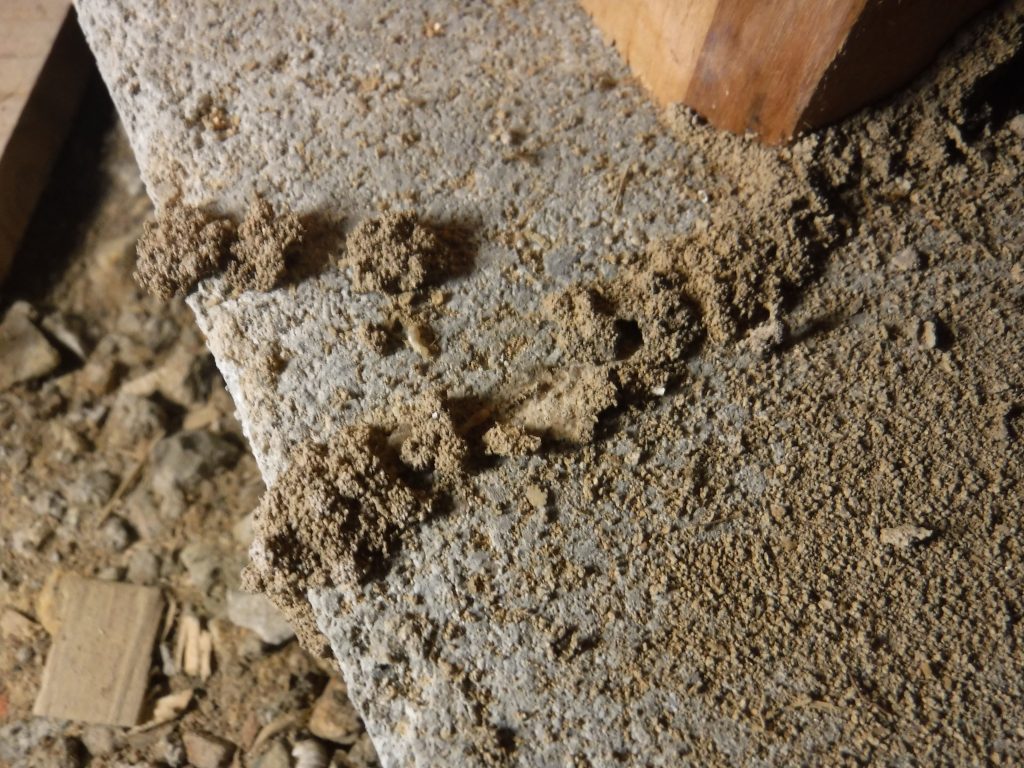 福岡県ヤマトシロアリの床下調査