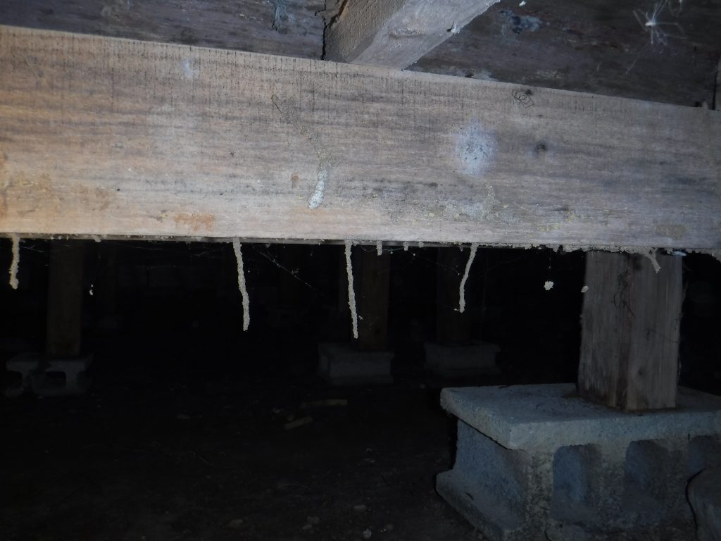 ヤマトシロアリの空中蟻道の写真