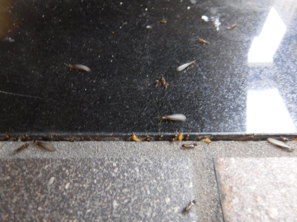 ヤマトシロアリの羽アリ