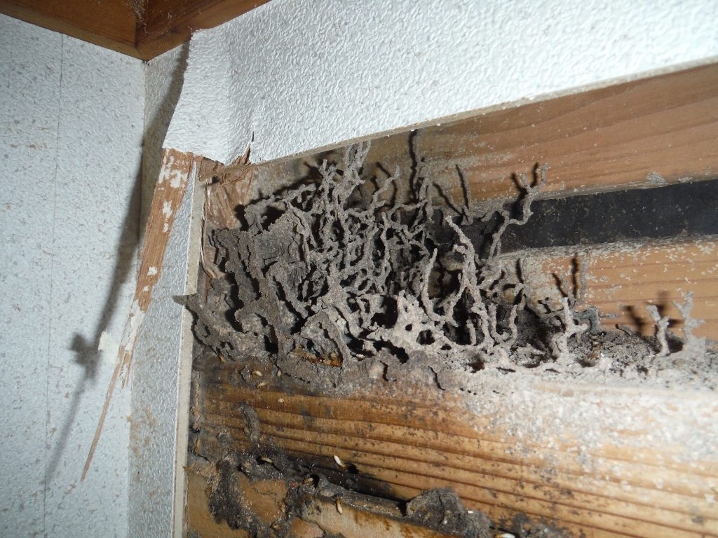 福岡市｜ 壁面のシロアリ調査