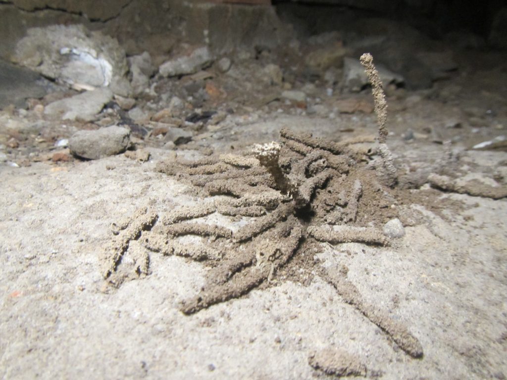 ヤマトシロアリの空中蟻道