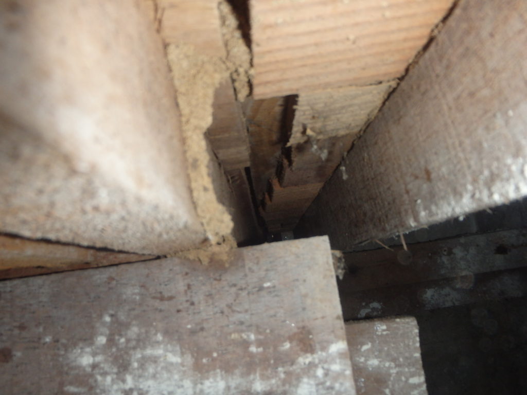 福岡市東区羽アリ調査01