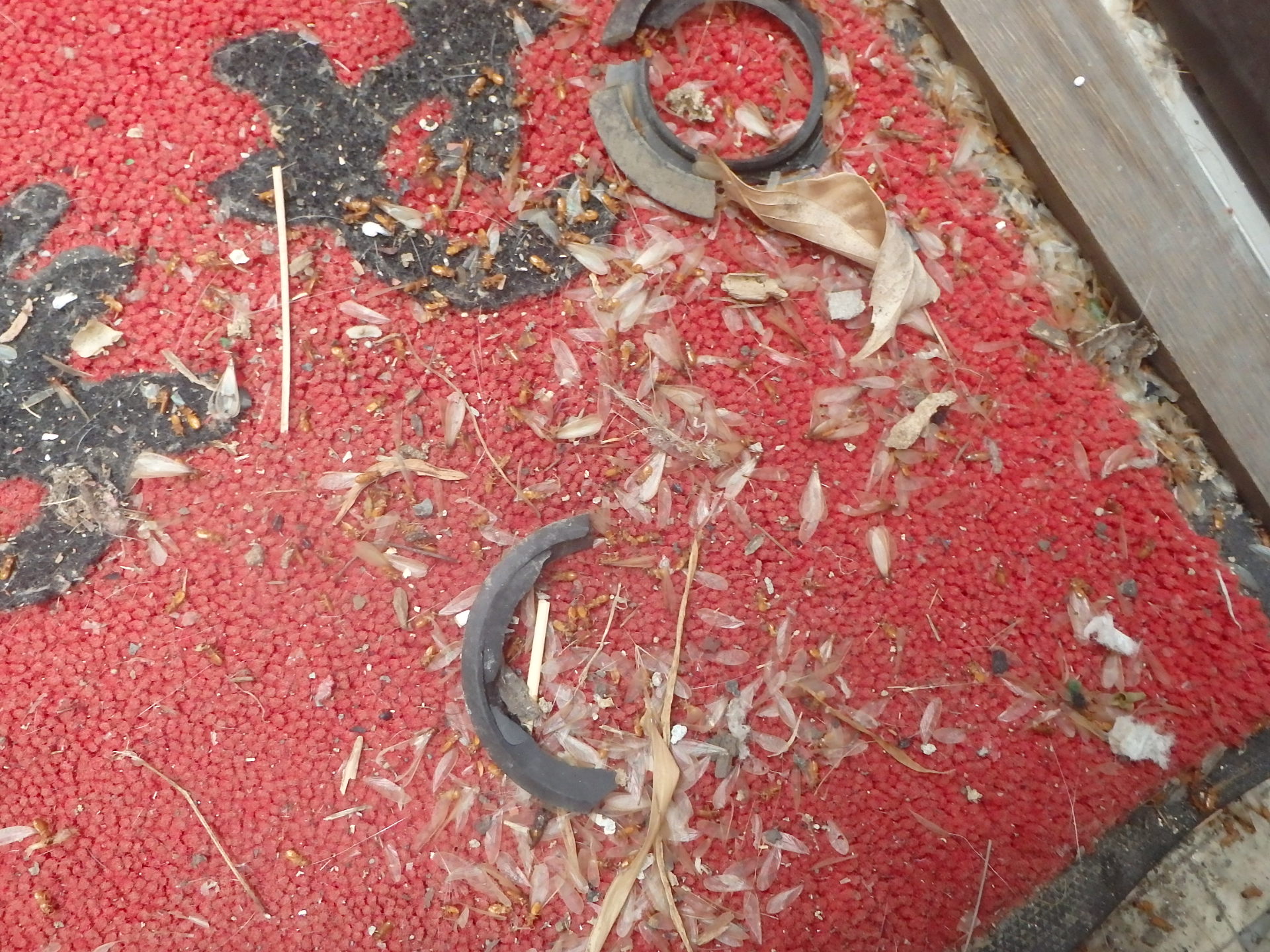 田川郡川崎町Ｎ様アパートでのイエシロアリ駆除