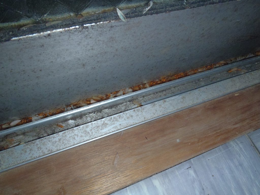 福岡市中央区にてイエシロアリの羽アリの発生