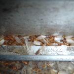 イエシロアリ羽アリ