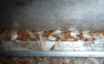 イエシロアリ羽アリ