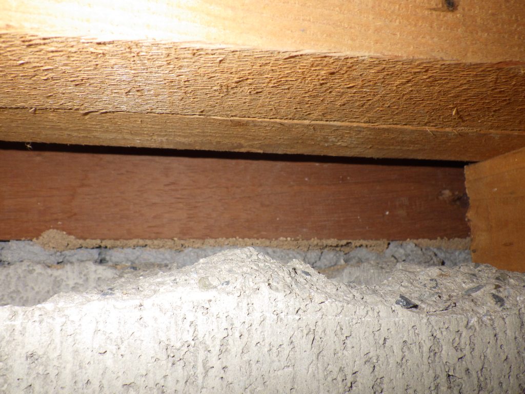 田川市シロアリ被害調査