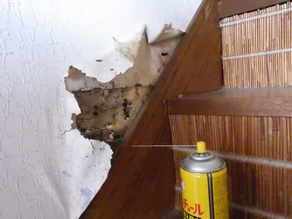 飯塚市でのイエシロアリの調査