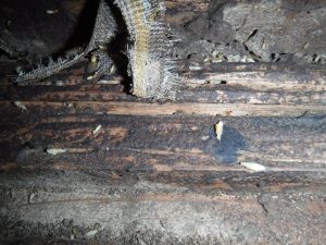 ニンフ（羽アリ）