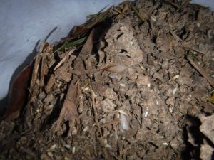 イエシロアリの分巣羽アリ待機