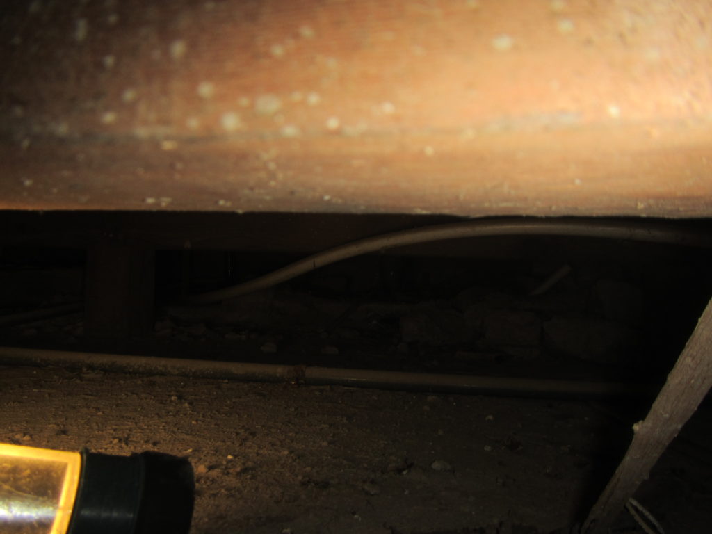 中古住宅のシロアリ調査｜飯塚市3