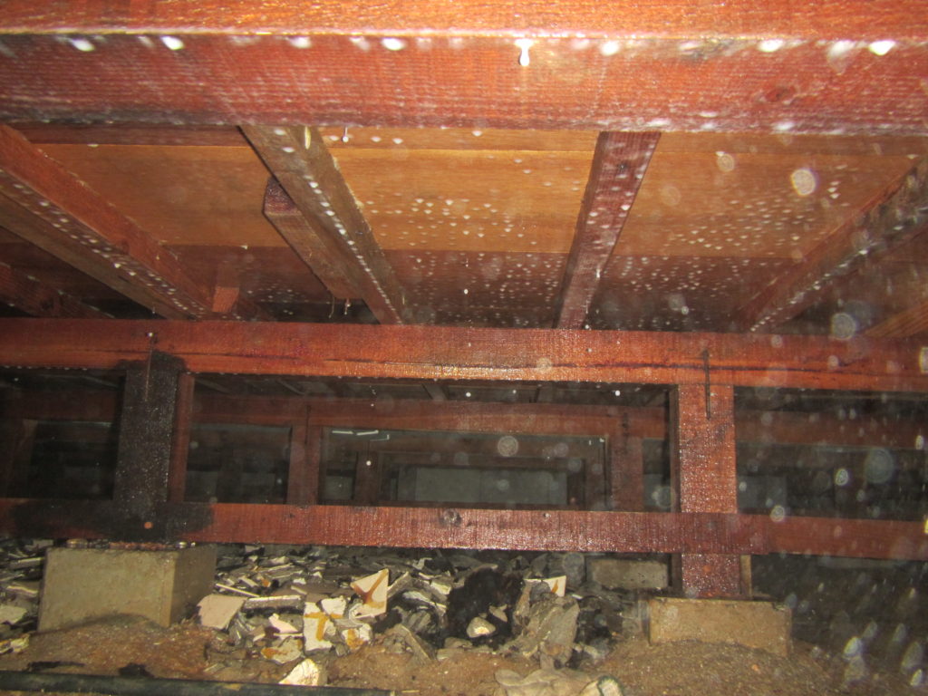 飯塚市Ｋ様邸白あり調査写真