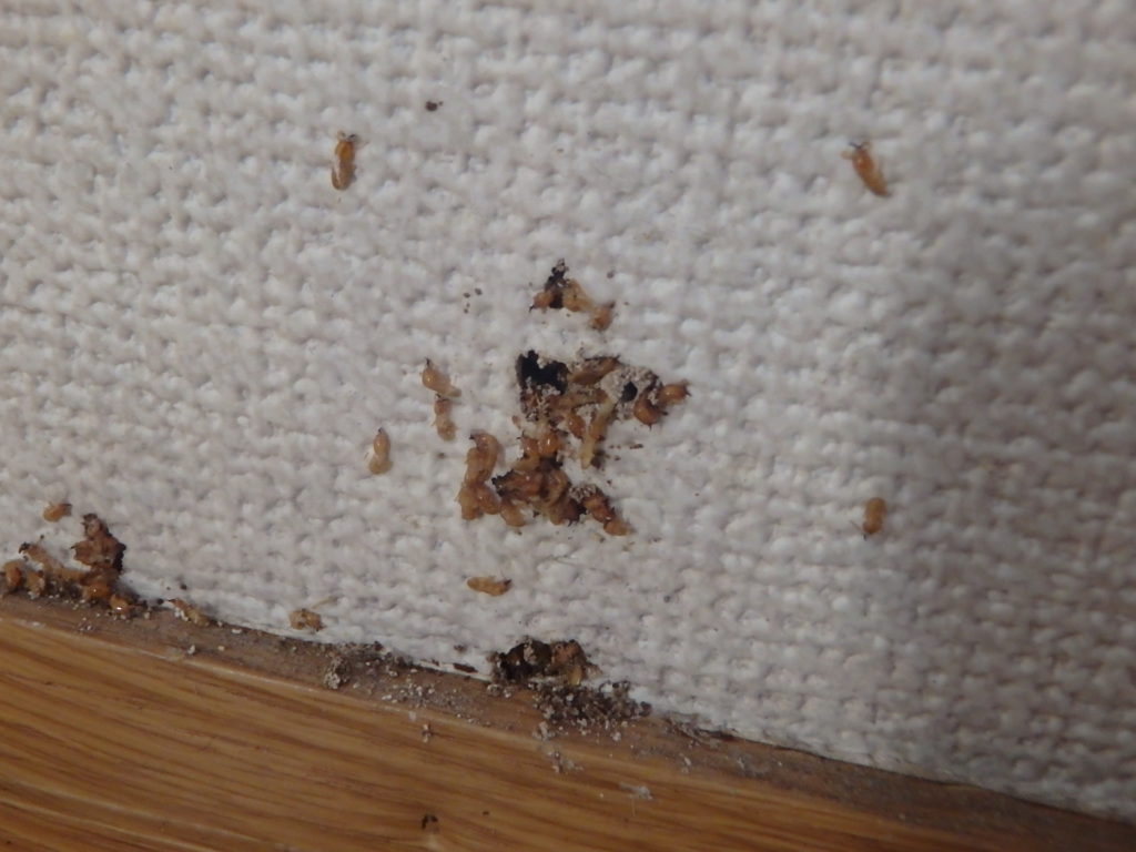 福岡地方のシロアリの繁殖時期と不快な羽アリを増やさない工夫