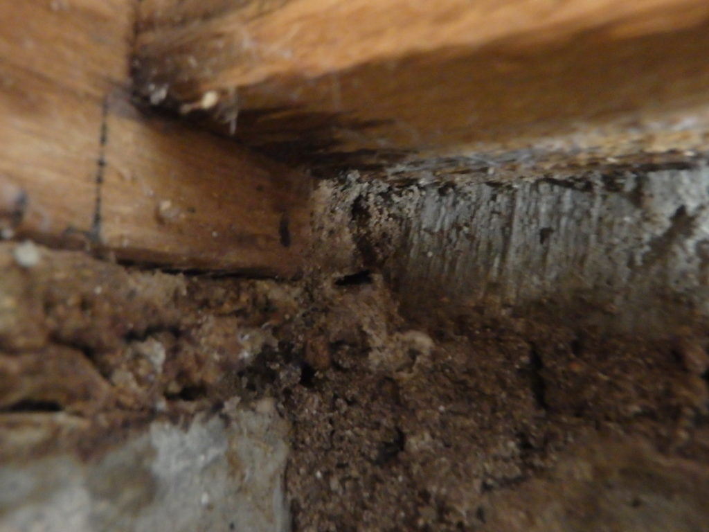 北九州市八幡西区シロアリの浴室下からの侵入