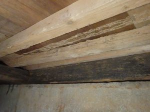 シロアリによる建物への影響|シロアリによる被害について