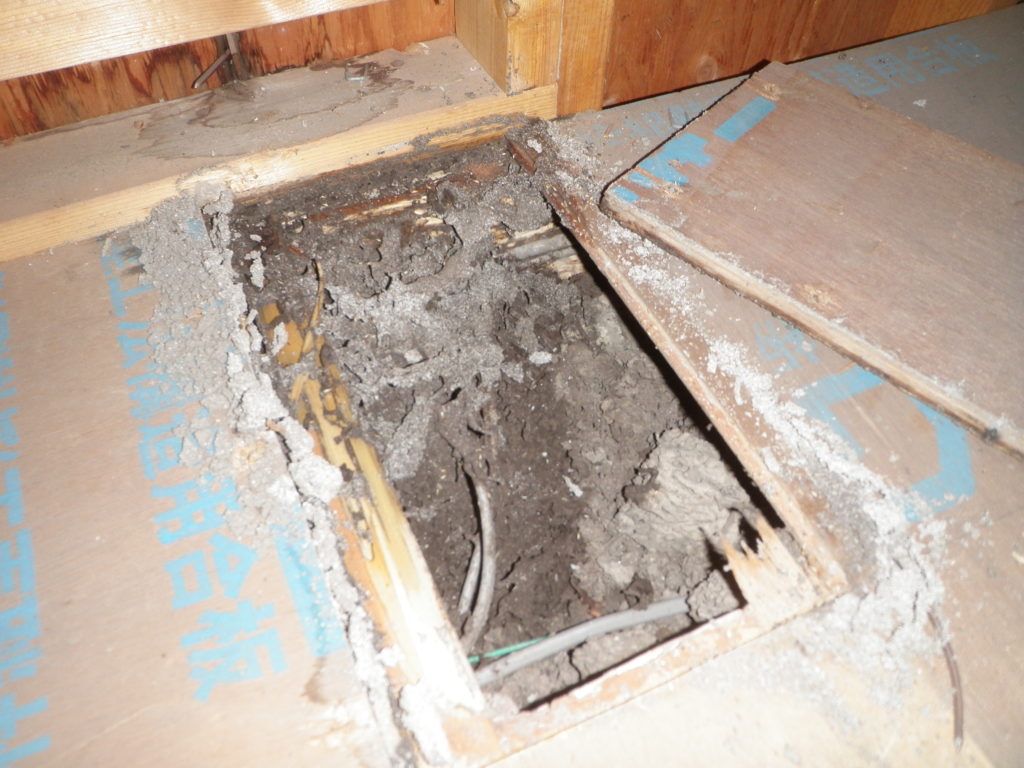 田川市下伊田にてイエシロアリ駆除