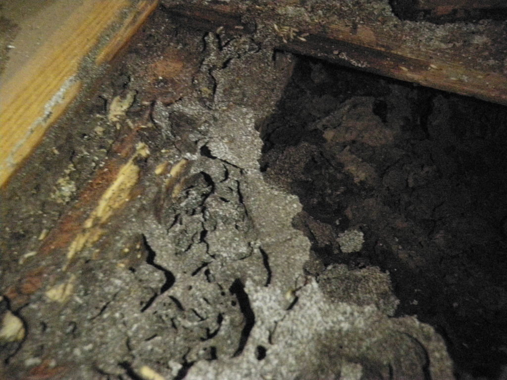 田川市シロアリ被害