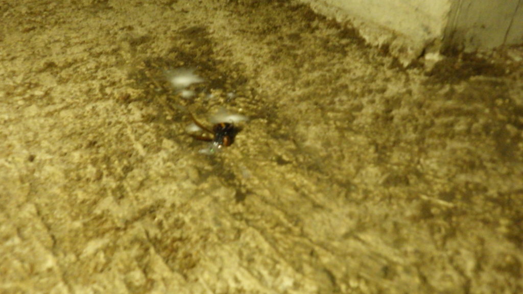 飯塚市シロアリ駆除経過観察01