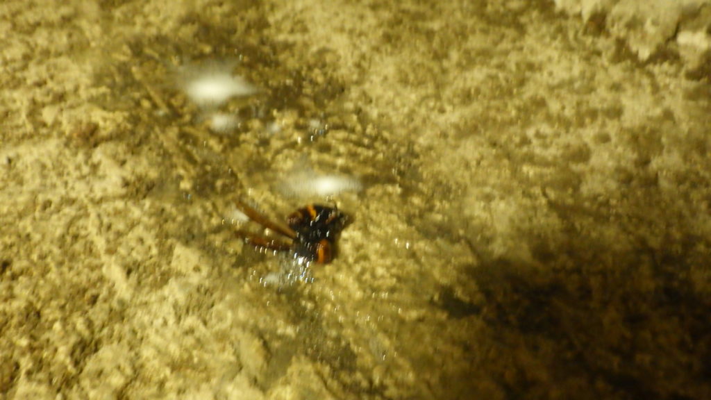 飯塚市シロアリ駆除経過観察01