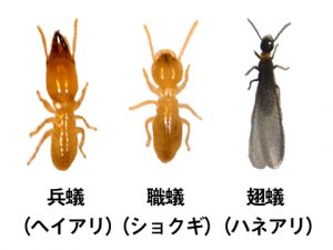 ヤマトシロアリ