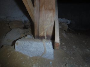 福岡県糸島市のヤマトシロアリ調査