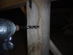 福岡県糸島市のヤマトシロアリ調査