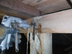 糸島でヤマトシロアリの調査に行ってきました