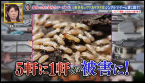 幸せボンビーガールシロアリ02