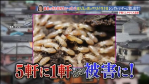 幸せボンビーガールシロアリ08