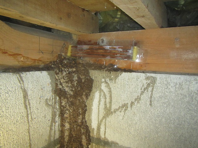 基礎部分のシロアリ蟻道