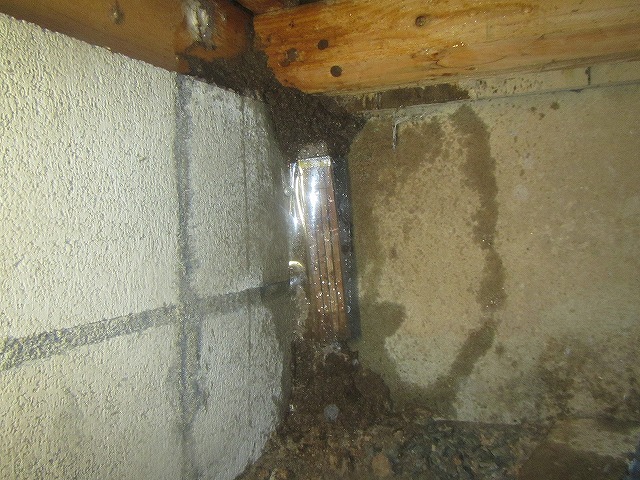 基礎部分のシロアリ蟻道