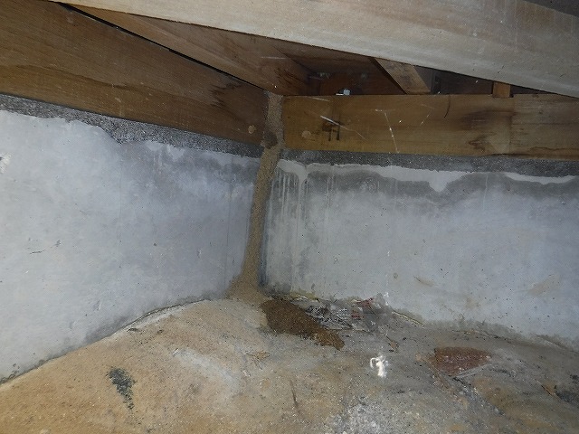 宗像市シロアリ調査4