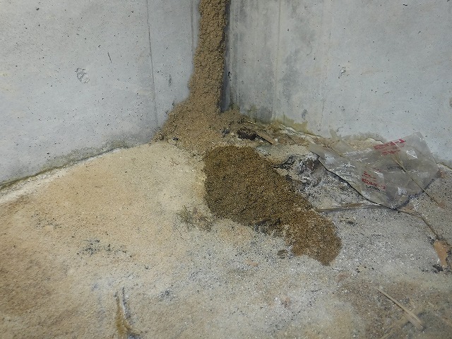 宗像市シロアリ調査5