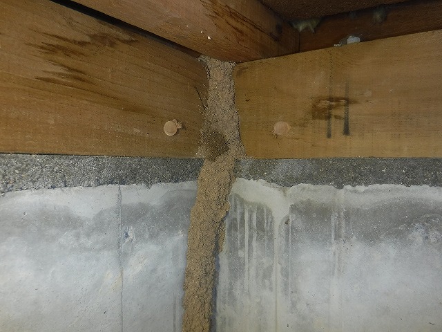 宗像市シロアリ調査6