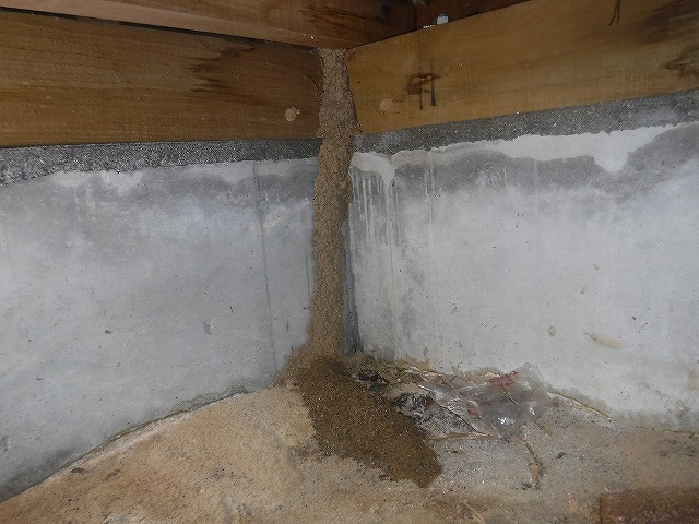 ベイト工法によるイエシロアリ駆除 | 宗像市