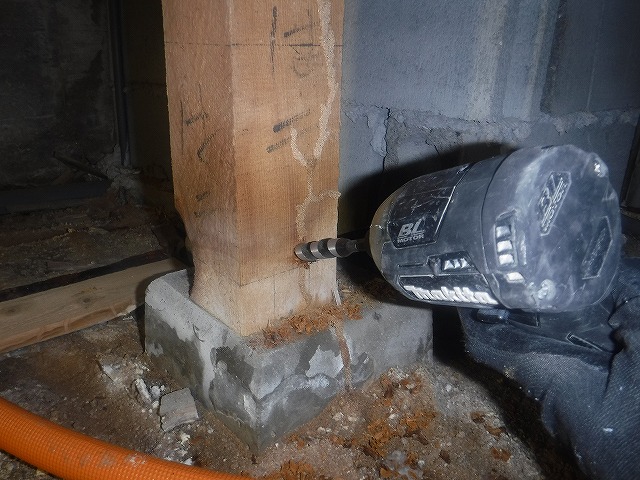 ヤマトシロアリ駆除 | 福岡市