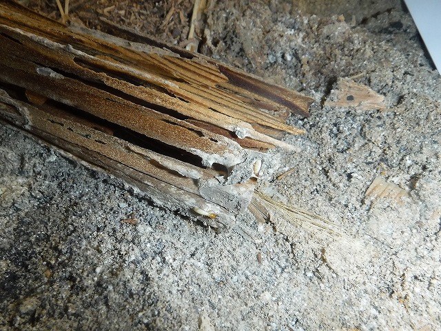 宗像市シロアリベイト工法施工