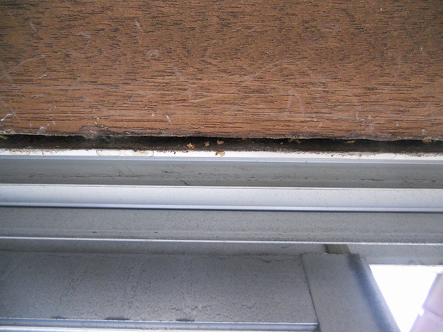 福岡市城南区の事務所シロアリ調査02