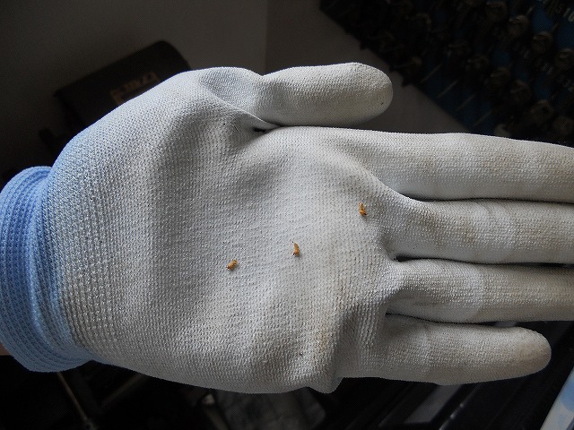 福岡市城南区の事務所シロアリ調査03