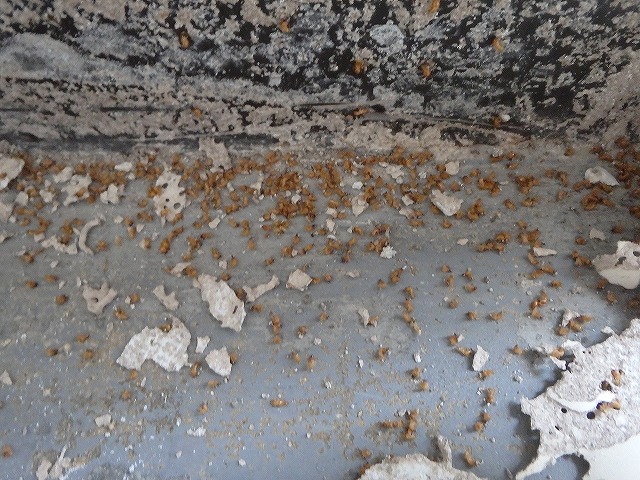 福岡市博多区事務所のシロアリ調査03