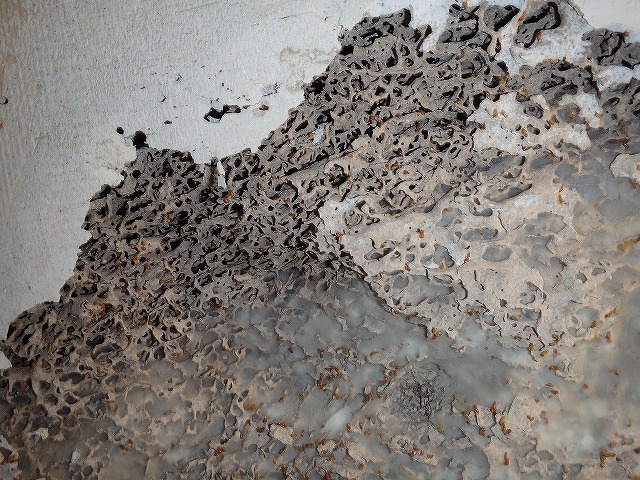 福岡市博多区事務所のシロアリ調査02