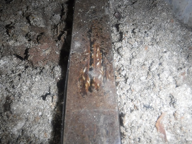 宗像市シロアリ被害