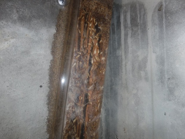 こんな家は要注意？福岡でも多いシロアリ被害