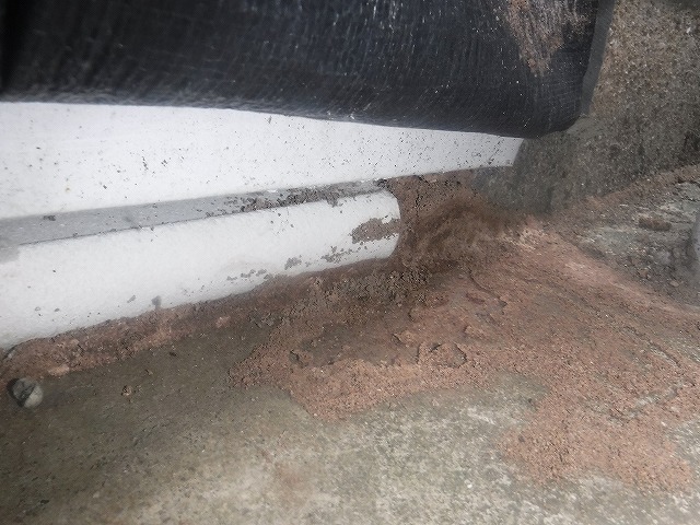 福岡市博多区イエシロアリ駆除現場