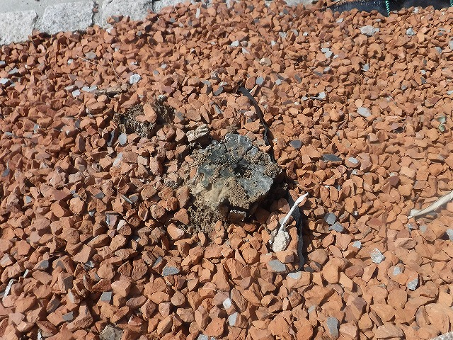 シロアリ予防消毒 | 福岡県宇美町