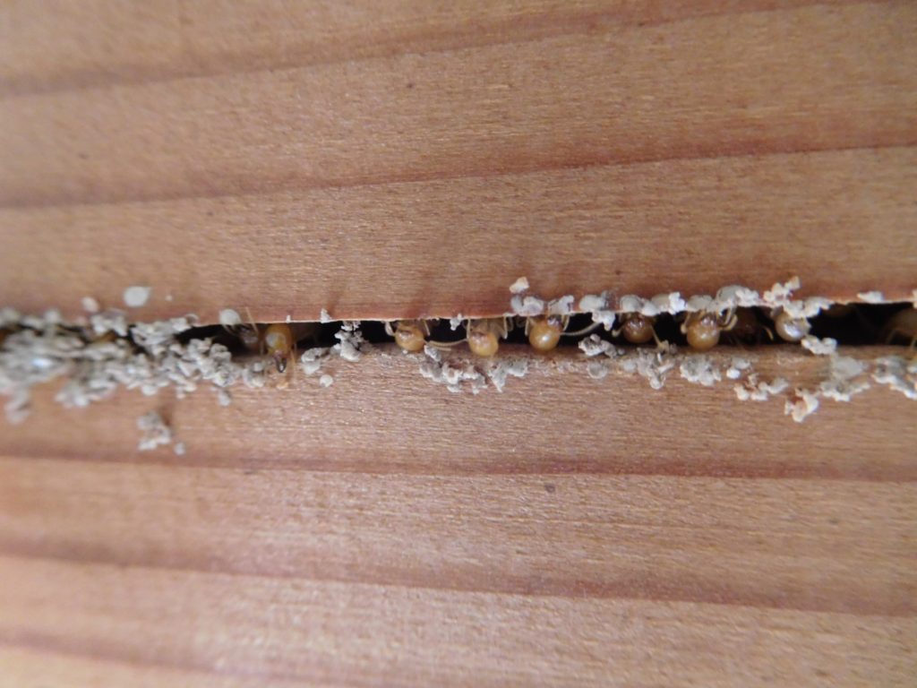 福岡でのシロアリ活動サイクルを知り、対策を進めよう！